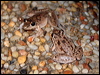 bumpy_rocket_frog_43422