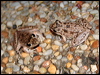 bumpy_rocket_frog_43424