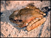 coggers_barred_frog_84484