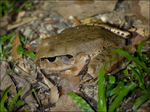 Cogger's Barred Frog coggers_barred_frog_156772.psd