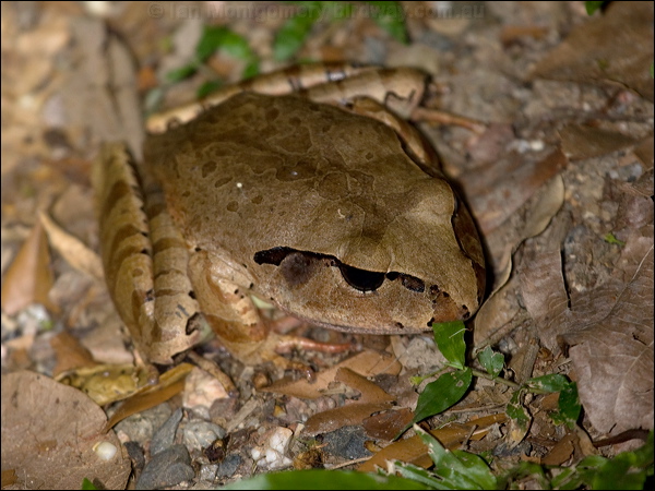 Cogger's Barred Frog coggers_barred_frog_156777.psd