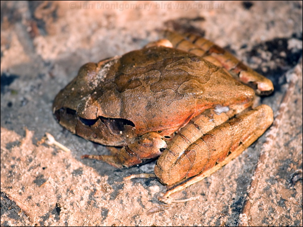 Cogger's Barred Frog coggers_barred_frog_84484.psd