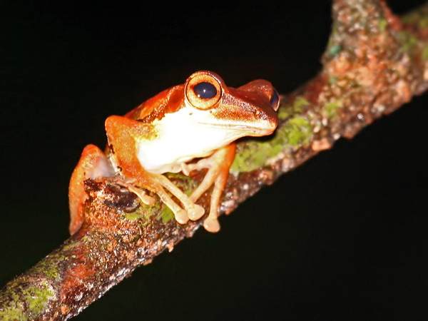 Dark-eared Tree Frog 049129.JPG