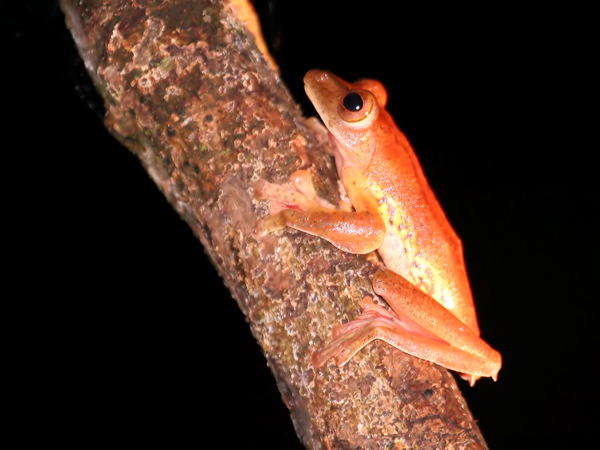 Dark-eared Tree Frog 049133.JPG