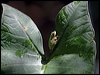 east_dwarf_treefrog_05380