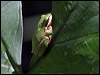 east_dwarf_treefrog_05382
