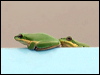 east_dwarf_treefrog_61785