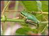 east_dwarf_treefrog_61792