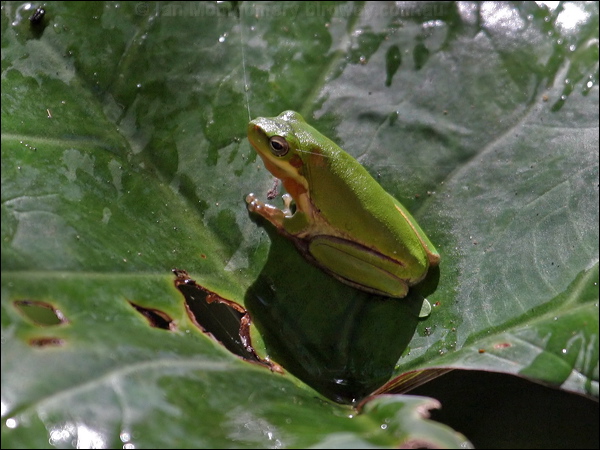 Eastern Dwarf Tree Frog east_dwarf_treefrog_05378.psd