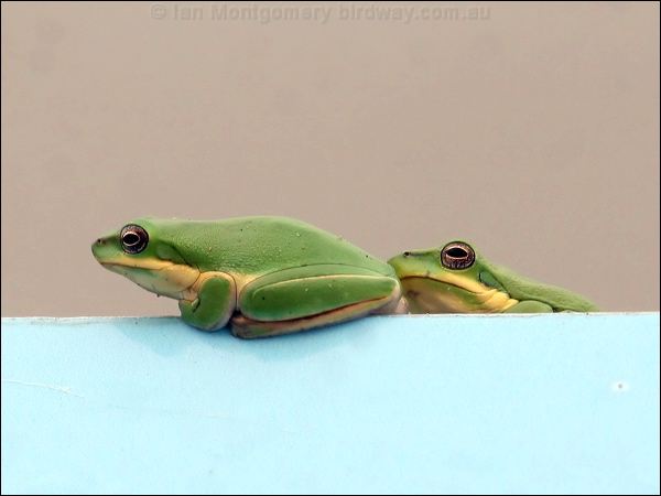 Eastern Dwarf Tree Frog east_dwarf_treefrog_61785.psd