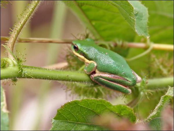 Eastern Dwarf Tree Frog east_dwarf_treefrog_61792.psd
