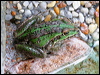 green_striped_frog_47682