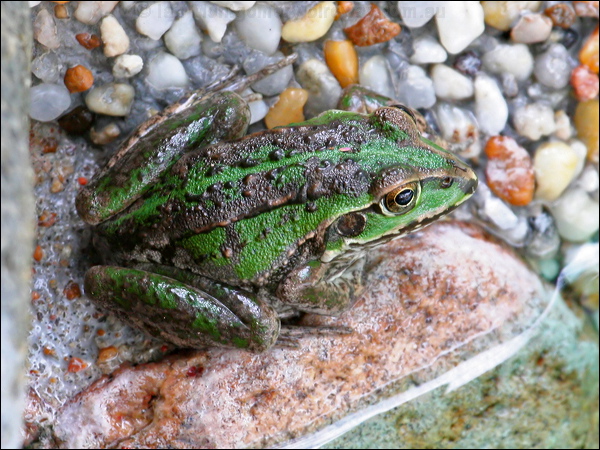 Green-striped Frog green_striped_frog_47682.psd