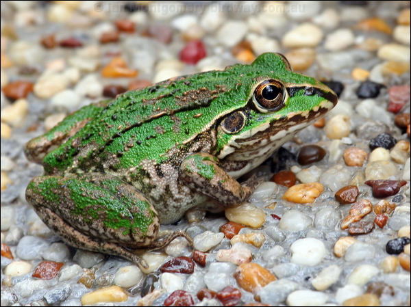 Green-striped Frog green_striped_frog_47701.psd