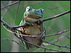 green_tree_frog_04426