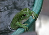green_tree_frog_04860