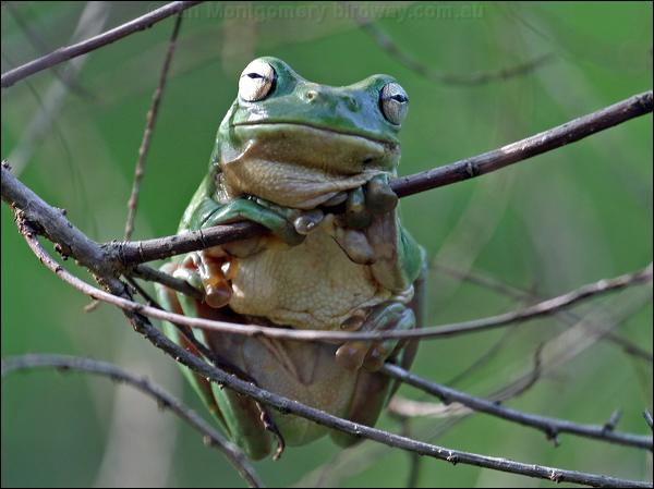 Green Tree Frog green_tree_frog_04426.psd