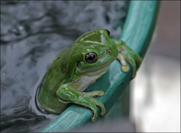 Green Tree Frog green_tree_frog_04860.psd