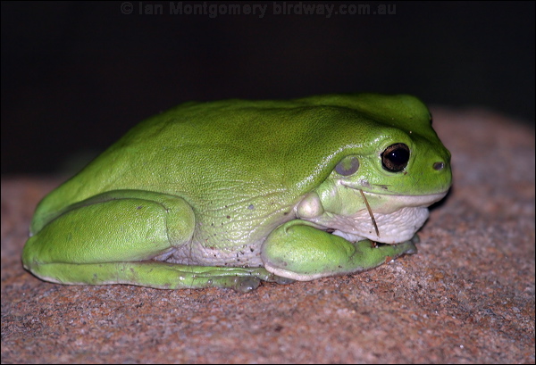 Green Tree Frog green_tree_frog_11418.psd