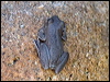 northlaughtreefrog_105804