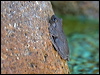 northlaughtreefrog_105807