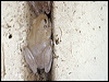 northlaughtreefrog_61441