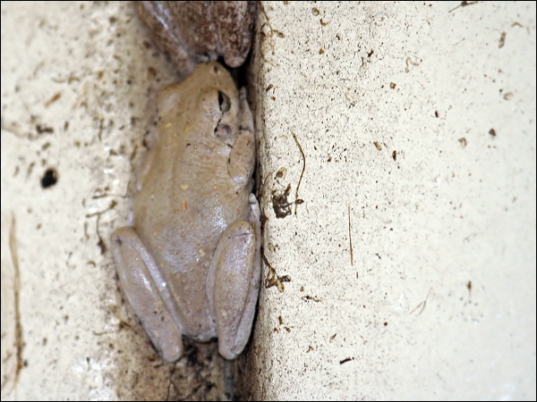 Northern Laughing Tree Frog northlaughtreefrog_61441.psd