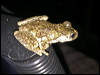 perons_tree_frog_04
