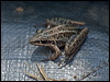 striped_rocket_frog_91732