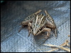 striped_rocket_frog_91734