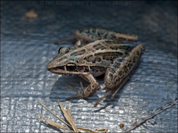 Striped Rocket Frog striped_rocket_frog_91732.psd