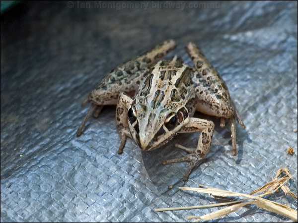 Striped Rocket Frog striped_rocket_frog_91734.psd