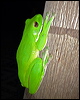 whiteliptreefrog_02528