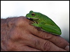 whiteliptreefrog_12953