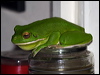whiteliptreefrog_80546