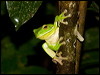 whiteliptreefrog_99548