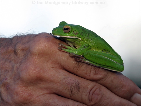 White-lipped Tree Frog whiteliptreefrog_12953.psd