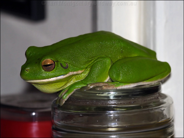 White-lipped Tree Frog whiteliptreefrog_80546.psd