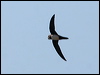alpine_swift_54261