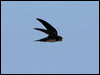 alpine_swift_54262