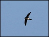 alpine_swift_54264
