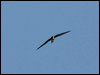 alpine_swift_54267