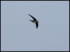 alpine_swift_54298