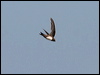 alpine_swift_54300