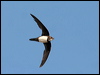 alpine_swift_54301