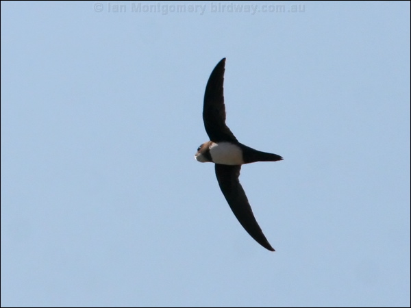 Alpine Swift alpine_swift_54261.psd