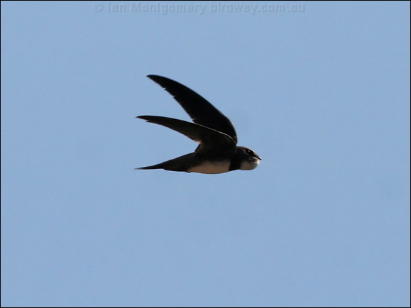 Alpine Swift alpine_swift_54262.jpg