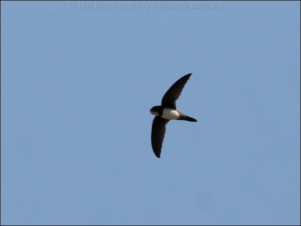 Alpine Swift alpine_swift_54264.jpg