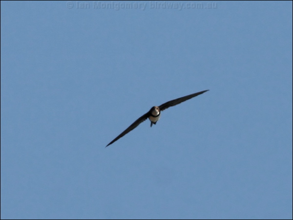 Alpine Swift alpine_swift_54267.jpg