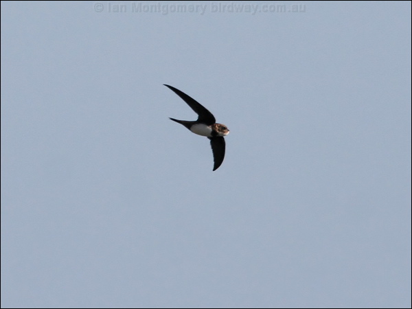 Alpine Swift alpine_swift_54298.psd